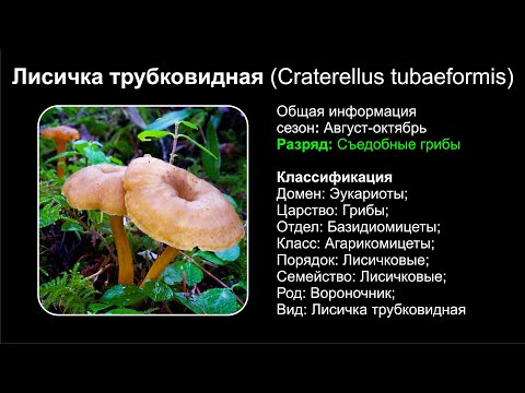 Лисичка трубковидная (Craterellus tubaeformis)