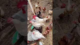 “Lo Que Yo Veo” Alimentando a las Gallinas bajo la lluvia