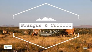 Sustainable Southwest Beef Breed Comparison Study