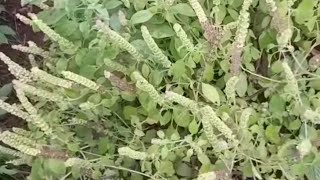MAAJABU YA KIVUMBASI (BASIL)@blackqueensecret #herbalife #viral #basil