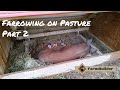 Farrowing Gilts on Pasture Pt. 2