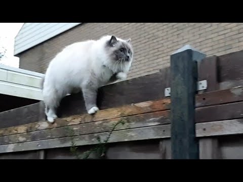 ragdoll-cat-kyra-is-walking-along-with-my-sons-arvin-and-joas-and-our-dog-balou-♡-cute!