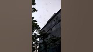 Rbw sukses,,SP tawaurians Gold.