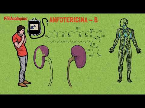 Anphotericin-B: Mechanism of action.