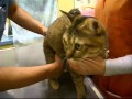 ２０１０★病院でワクチン注射される猫２匹　～ぴっち♀とぽっけ♂～　Cats vaccinated at an animal hospital [2010]　～Picchi♀＆Pokke♂～