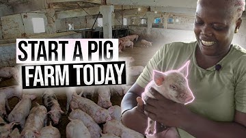 A Full Pig Farming Guide For Beginners