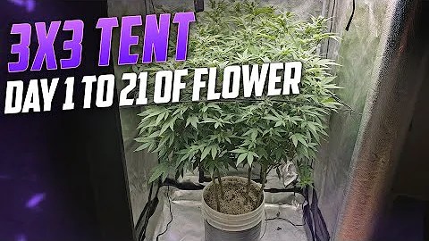 4 Plants in One Pot | Day 1 to 21 of Flower | SpiderFarmer SE7000 & 4x4 Tent 