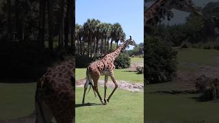 POV: your wife loves giraffes. 🦒 #shorts