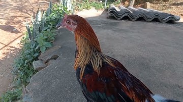 gà mồi tơ/ saib kuv tug lau qaib dib zoo nkuaj nawb/ 9/8/ 2025