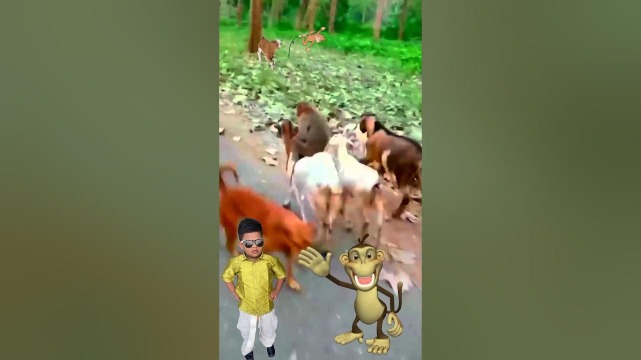 Goat And Monkey Zodiac Compatibility