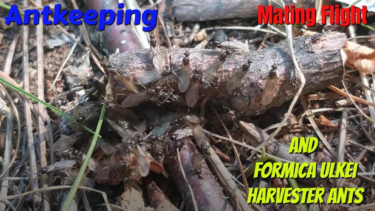 AntKeeping, mating Flight, Queen Formica Ulkei wood ant, Harvester ant