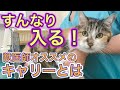 【キャリーの入れ方】嫌がる猫もこれですんなり！誰でも簡単にできるコツを獣医師が紹介します。おすすめキャリーもご紹介