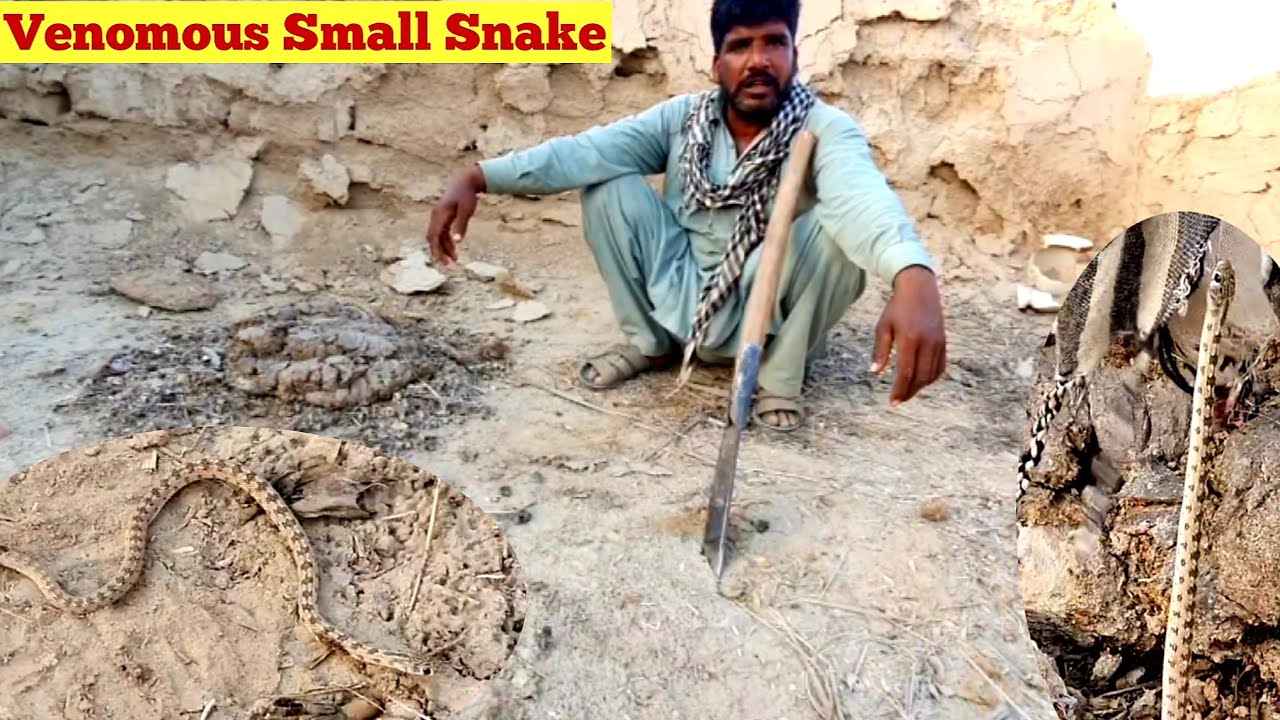 Found very little venomous snake while we are Hunting in an Old House