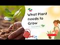 Plants for Kids | Learn About Plants | Basic Science for Preschool