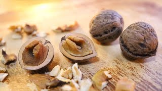 鬼胡桃 抜き苗 オニクルミ 普通郵便 （鬼胡桃（オニグルミ） プチ苗 1 