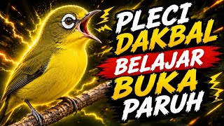 PLECI DAKBAL BELAJAR BUKA PARUH ‼️ Cocok Buat Terapi Pleci Mu Bos Ku