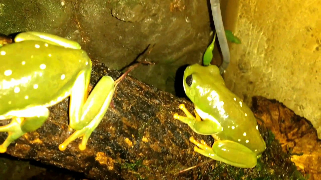 Rana Niño (agalychnis dacnicolor)