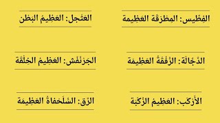 اللغة العربية: العظيم من الأشياء