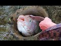 Experiment: FISH VS SNAKE - Drop Big Python into The Cave Catches A Lots Of Fish #1