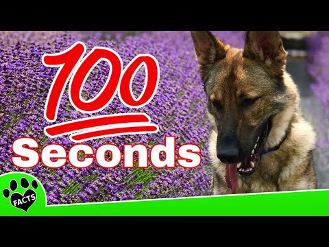 German Shepherds In 100 Seconds