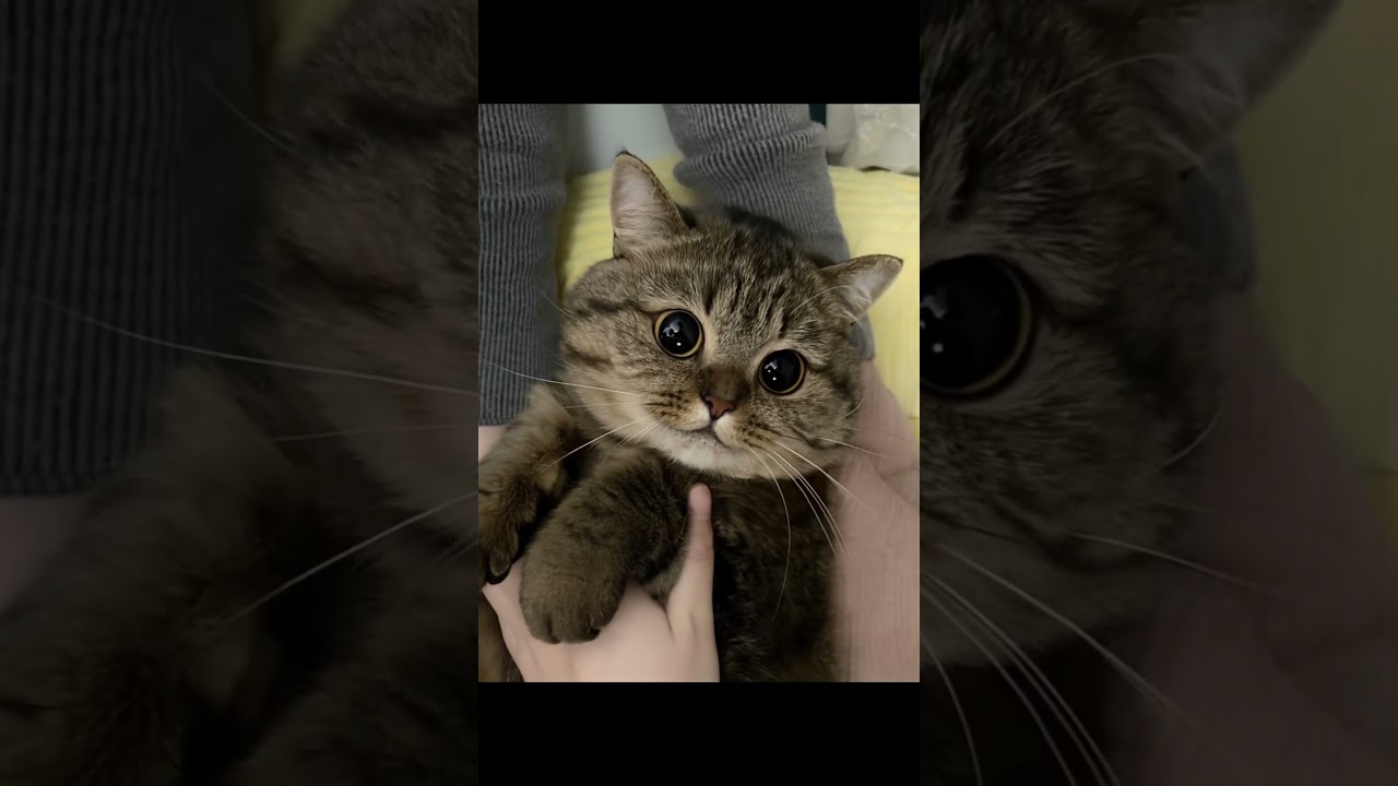 🐱 Jazz Kittens: Cute Cats Grooving to Smooth Tunes! 🎷🎶 