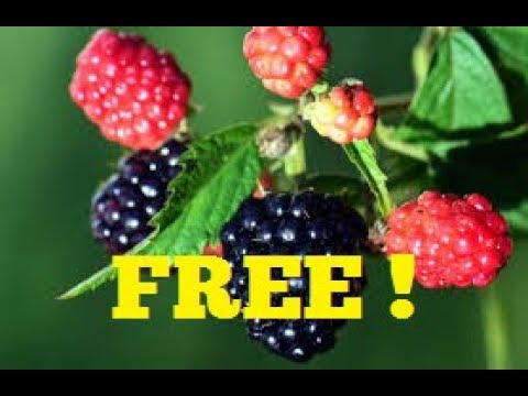 FREE