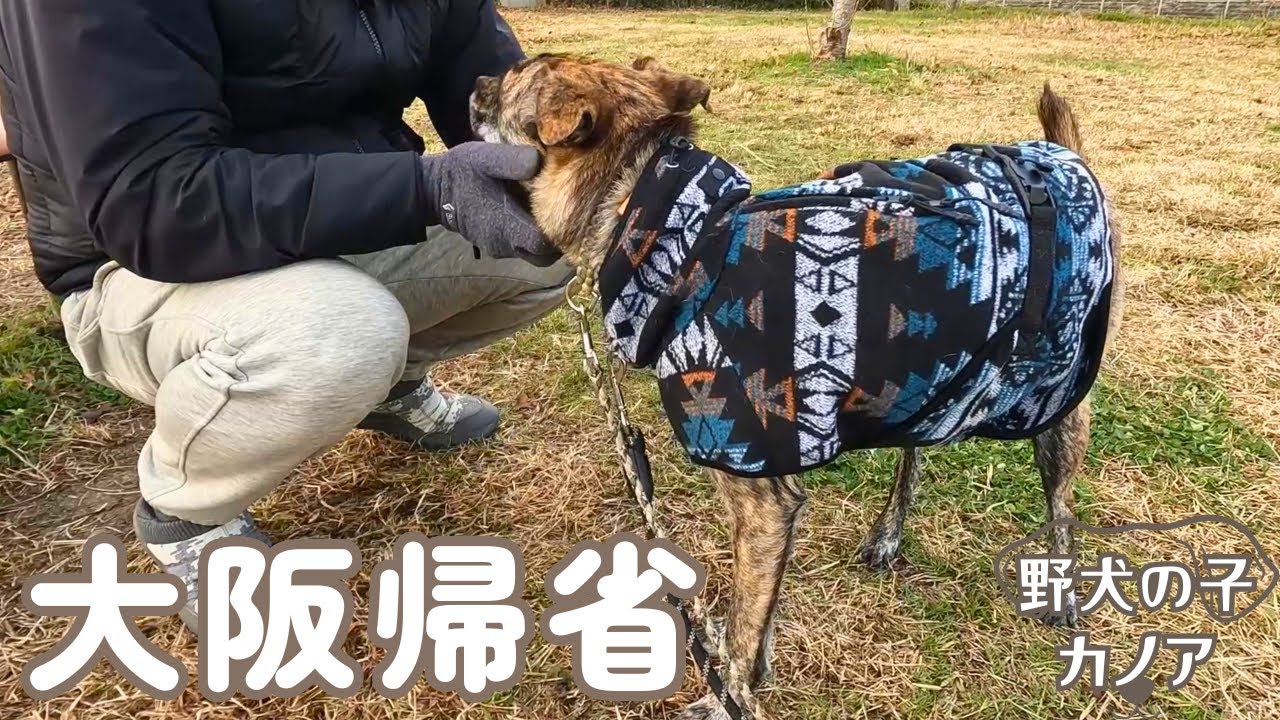 過去最長の移動距離！年末年始に大阪帰省したら、甘えん坊になった元野犬が可愛すぎる･･･ #元野犬 #元保護犬 #野犬の子 #保護犬 #犬連れ旅行
