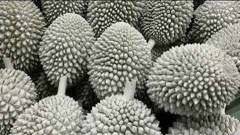 TỦ CẤP ĐÔNG SẦU RIÊNG BẰNG NITƠ LỎNG - KHÍ CÔNG NGHIỆP - CÔNG TY TNHH FAVIGAS