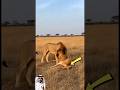 لغز في قلب البرية نجاة خارج حدود المنطق من بين فكي المفترس Shorts