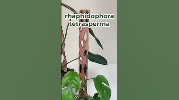 Zella Modular Trellis- Grows with your 🌱 Shop them at www.treleaf.shop