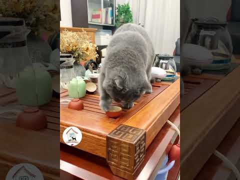 LOL, This Place Is Mine! Funny Blue Cat Latest Funny Cats Shorts Videos 😺😂😂 -EPS868 #funnycats