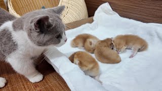 Kitten meets its sibling for the first time