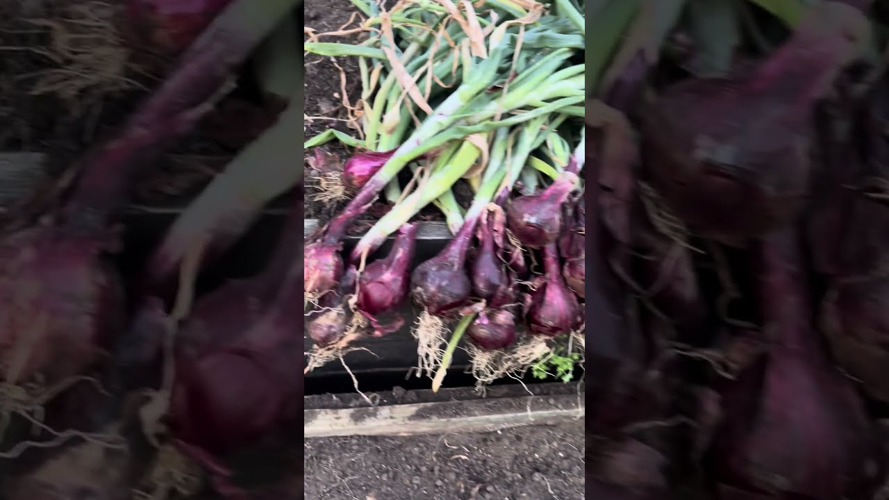 Early Started Red Onion Harvest Smallspacegarden Handmadeplanter Recycled