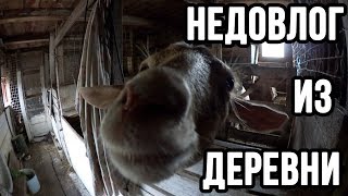 ПЕРВЫЙ НЕДОВЛОГ