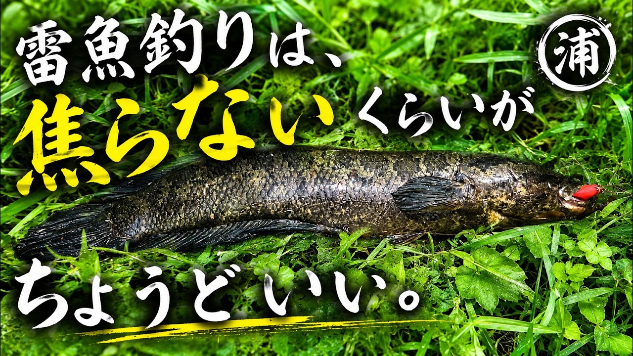 【選抜】P.'SnakeHead'#11(呼称) 親株 When it comes to snakehead fishing, it's best not to rush. - YouTube