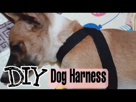 DIY Dog harness / Strap ng bag