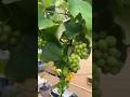 Grow graps Plant Fast Using These Tissue Tips For Beginnrs | How to grow grapes | angoor