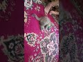3 Часть котенка карамелька