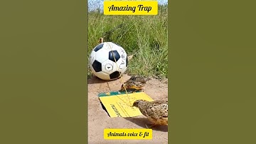 Genius Quail Trap Using Cardboard and Football – Must Watch! 🧠🐦 #shorts #birds #shortsfeed