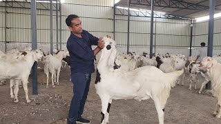 ₹515 Kg Se Sojat Start | Sabse Sasti Mandi | Faizan Bhai Bakrewala Goat Farm Padgha Bhiwandi.