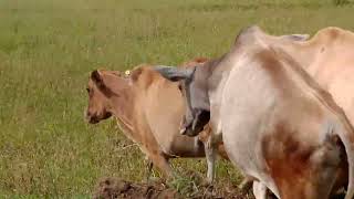 Cow Fighting Video