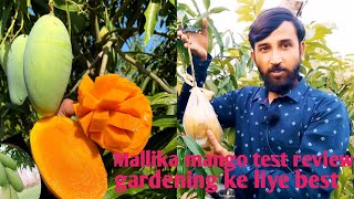 Mallika mango test review terrace garden ke liye best Indian variety mango plant