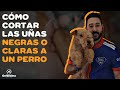 CÓMO CORTARLE LAS UÑAS A UN PERRO