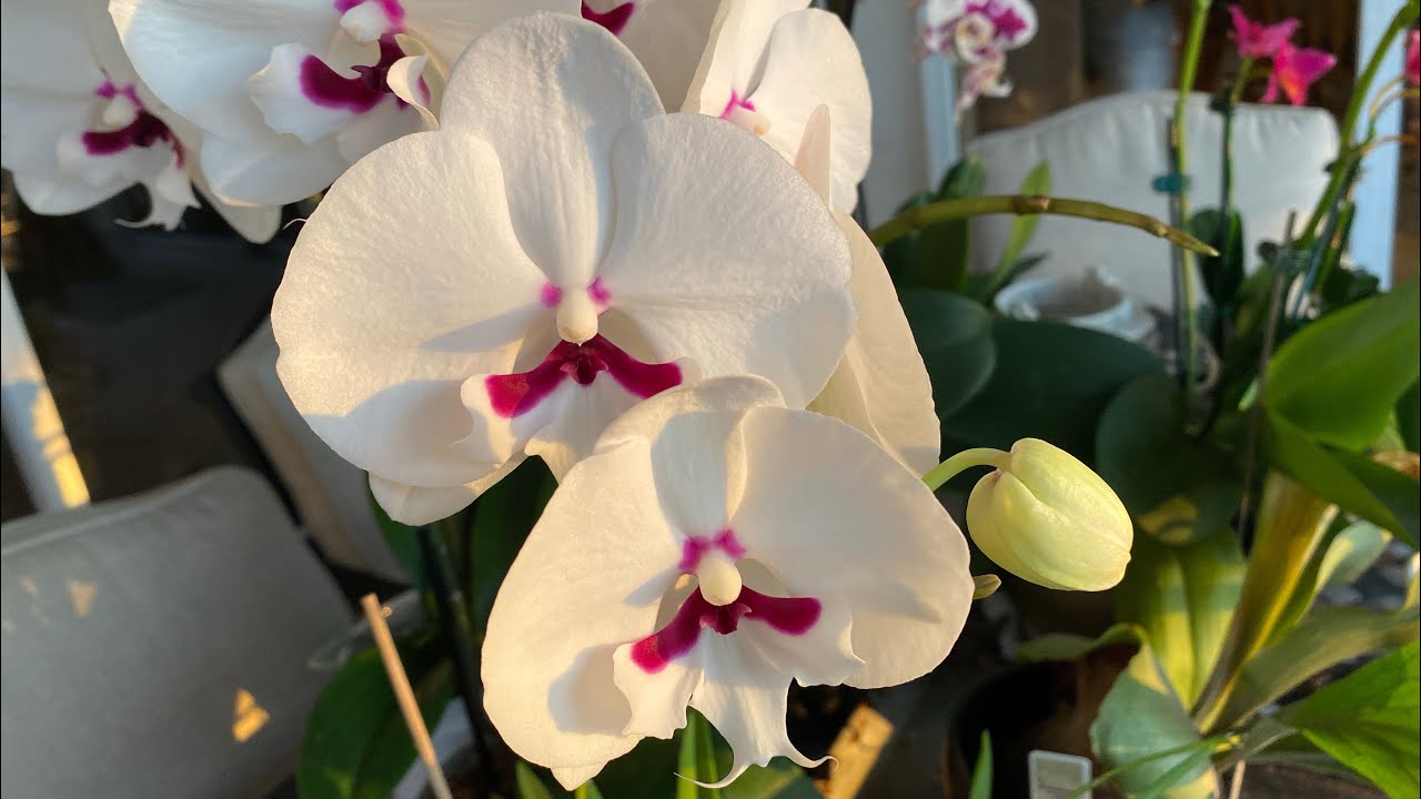 How did my outside orchids do during the cold snap Florida had?