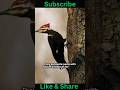 🌳 The Amazing Woodpecker: Why Its Head Can Handle 1,400x Earth's Gravity ⚡