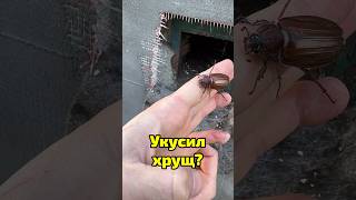 Меня укусил ХРУЩ