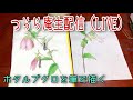 つらら庵生配信（LIVE）ホタルブクロを筆でスケッチとか。