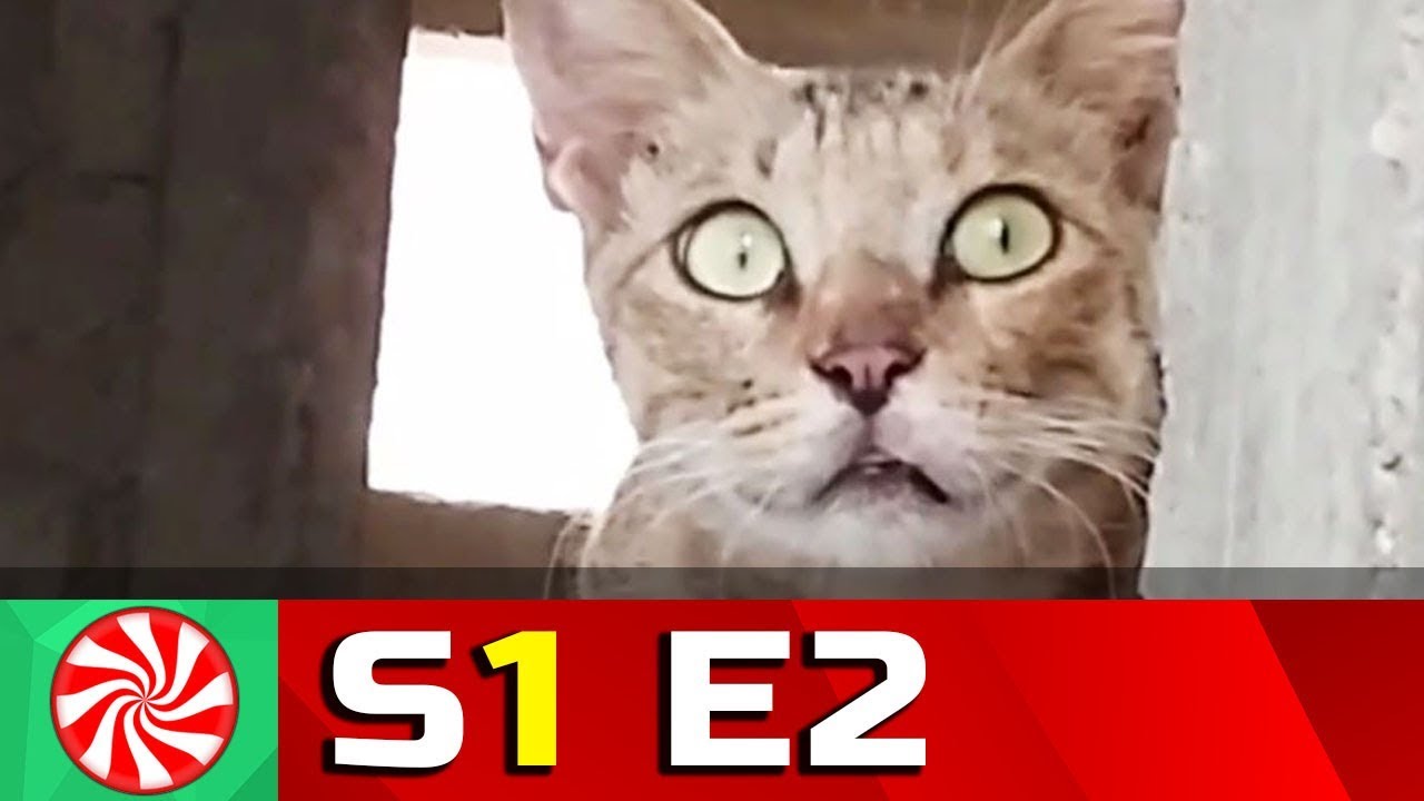 Tinykittens Com C2 B7 Funny Cat Videos For Kids S1 Ep2 Cute Kitty Capture Candy Kids Tv Tinykittens Com C2 B7 Funny Cat Videos For Kids S1 Ep2 Cute Kitty Capture Candy Kids Tv