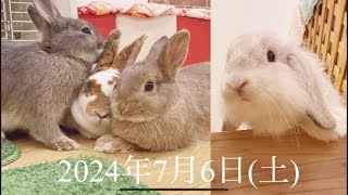 子うさぎちゃん達デビューしました！【2024年7月6日】ティモシー