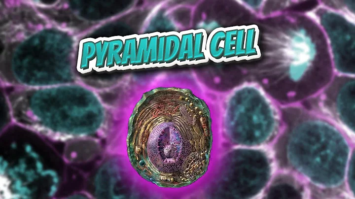 Pyramidal cell (Everything Human Cells) 💬👁️🕺🔎✅
